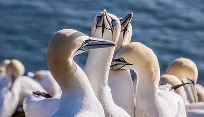 北美战队新阵容磨合顺利，北美战队tsm