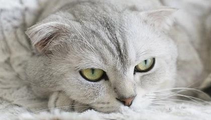 北美战队新阵容磨合顺利，北美战队tsm